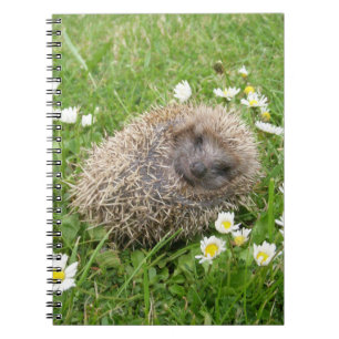 Caderno Espiral Bebês Mais Pobres Porco espanhol