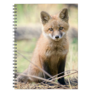 Caderno Espiral Bebês Mais Pobres Raposa bebê