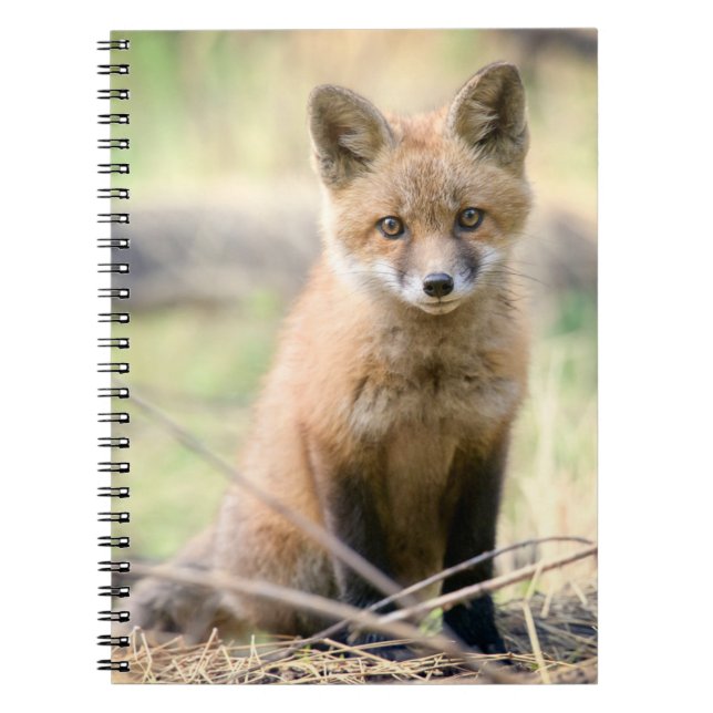 Caderno Espiral Bebês Mais Pobres | Raposa bebê (Frente)