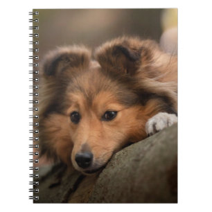 Caderno Espiral Bebês Mais Pobres Shetland Sheepdog Puppy