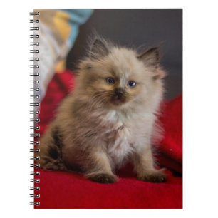 Caderno Espiral Bebês Mais Pobres Siamese Kitten
