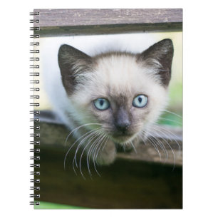 Caderno Espiral Bebês Mais Pobres Siamese Kitten 2
