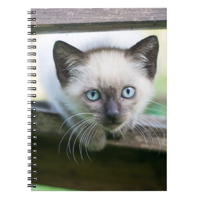 Caderno Espiral Bebês Mais Pobres | Siamese Kitten 2 (Frente)
