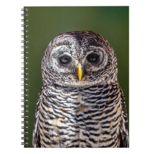 Caderno Espiral Bebês Mais Pobres Tawny Owl