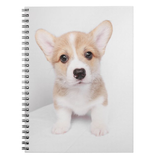 Caderno Espiral Bebês Mais Pobres | Tiny Corgi (Frente)