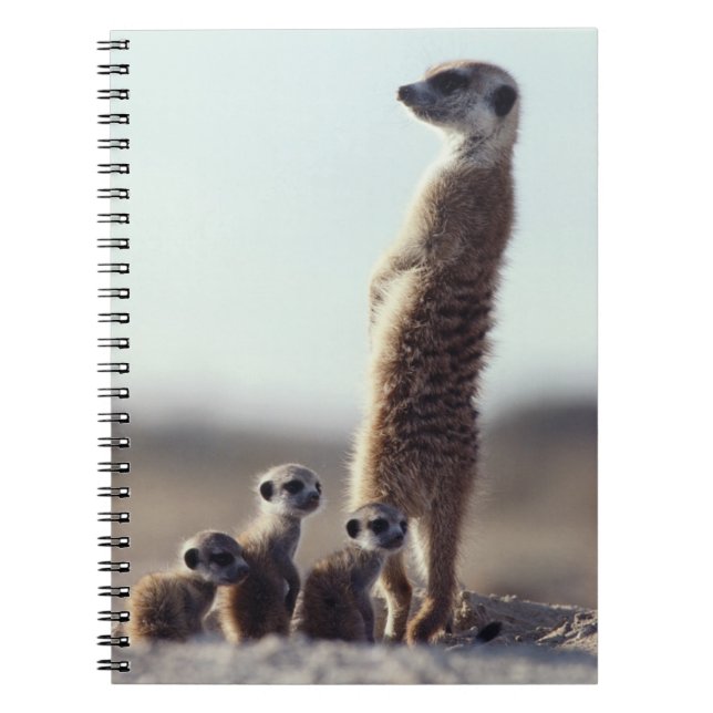 Caderno Espiral Bebês Mais Pobres | Uma família de Meerkats (Frente)