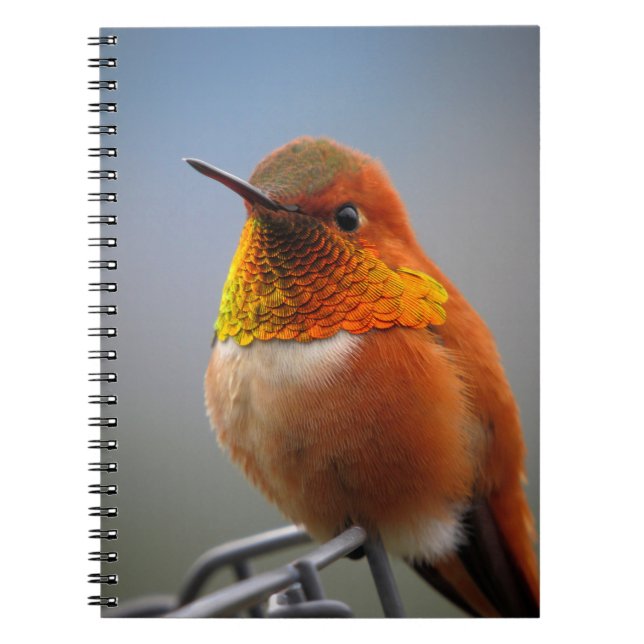 Caderno Espiral beija-flor, ave, animal (Frente)
