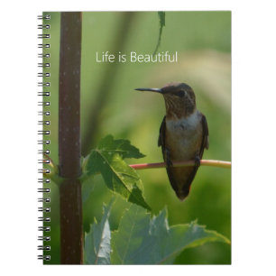 Caderno Espiral Beija-flor no Galho (minha fotografia)