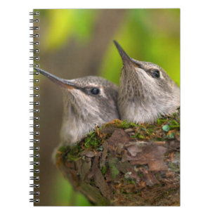 Caderno Espiral Beija-flores filhotes