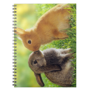 Caderno Espiral Beijo do coelho