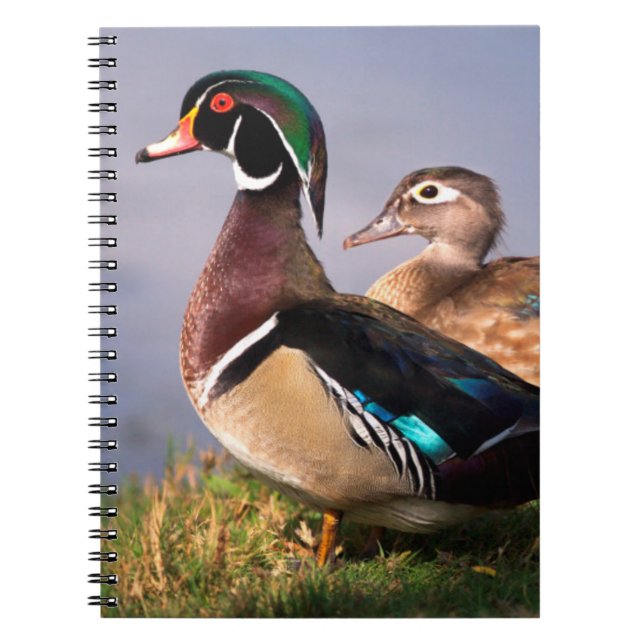 Caderno Espiral Beira do lago, Pato-mandarin (Frente)