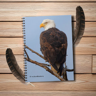 Caderno Espiral Bela águia-calva em uma árvore
