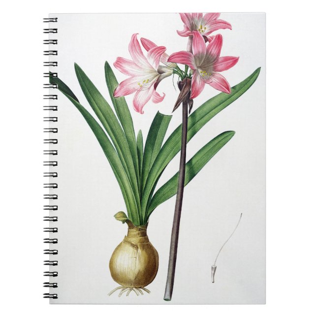 Caderno Espiral Beladona do Amaryllis, de "Les Liliacees", engrav (Frente)