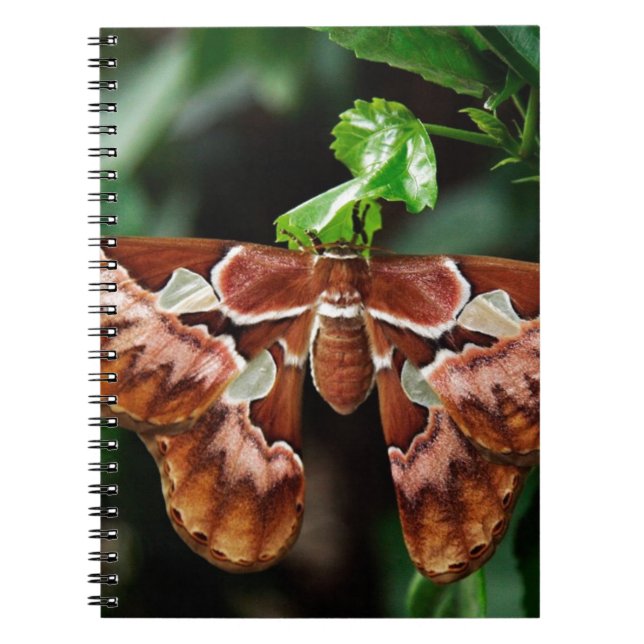 Caderno Espiral Belo Atlas Moth (Frente)