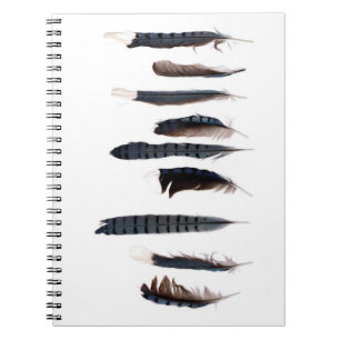 Caderno Espiral Belo Blue Jay Feather