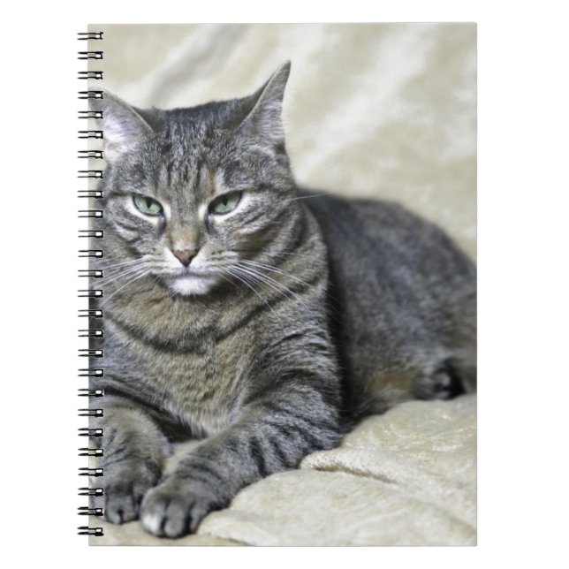 Caderno Espiral Belo Gato (Frente)