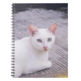 Caderno Espiral Belo Gato Branco