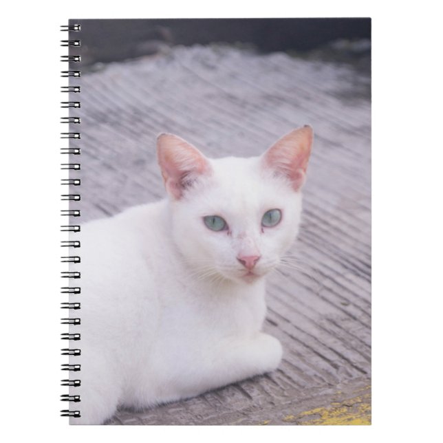 Caderno Espiral Belo Gato Branco (Frente)