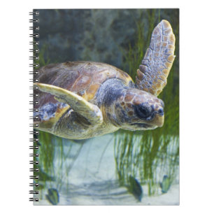 Caderno Espiral Belo Mar Tartaruga