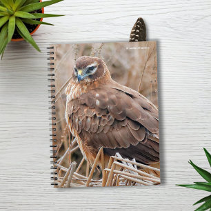 Caderno Espiral Belo Norte feminino Harrier no pântano