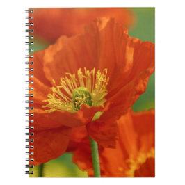 Caderno Espiral Belo papa vermelho