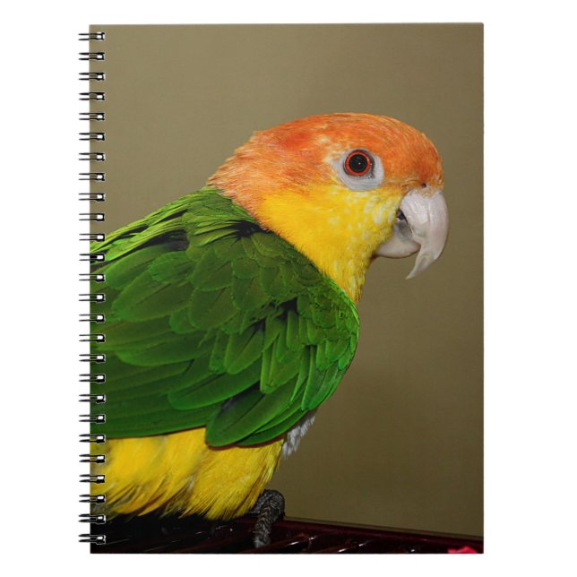 Caderno Espiral Belo Papagaio Branco Caique Posicionando (Frente)