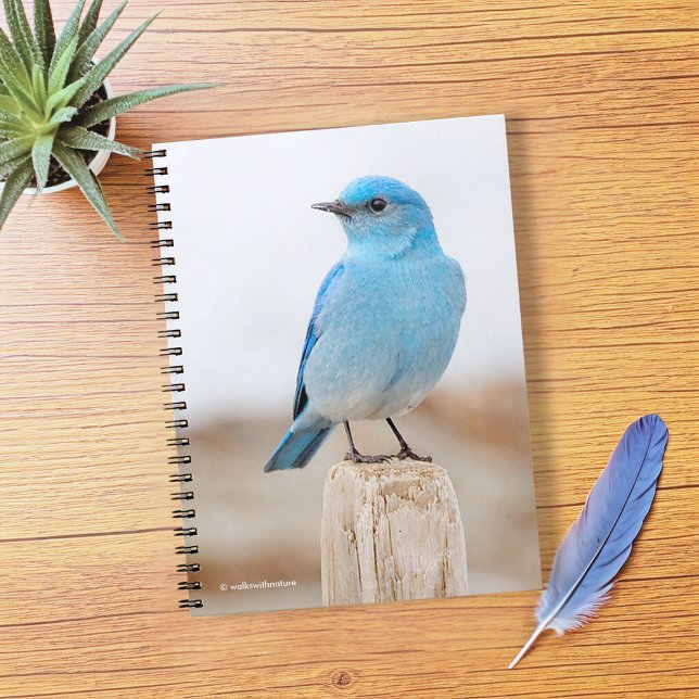 Caderno Espiral Belo pássaro-azul-de-montanha na praia (Beautiful Mountain Bluebird on Beach Stump Journal Cover Photo)