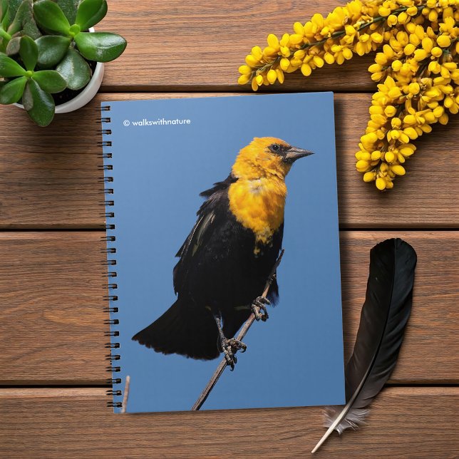 Caderno Espiral Belo Pássaro Negro de Cabeça Amarela em um Dia Ven (Gorgeous Yellow-Headed Blackbird Journal Cover Photo)