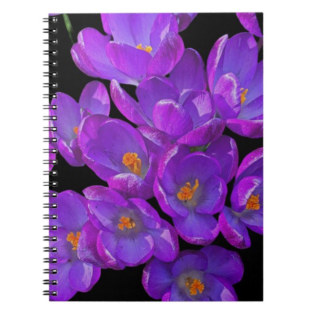 Caderno Espiral Belo Primavera roxo Crocuss Floral (Frente)