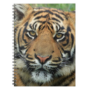 Caderno Espiral Belo Tigre