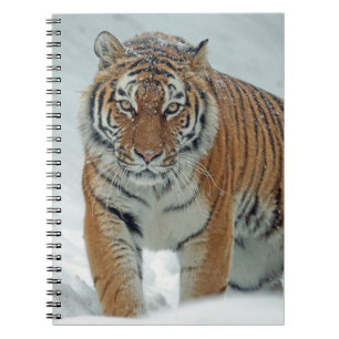 Caderno Espiral Belo Tigre em Neve