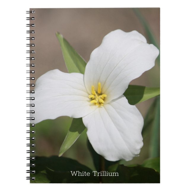 Caderno Espiral Belo trilião branco (Frente)