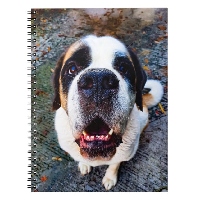 Caderno Espiral Bernhadiner  (Frente)