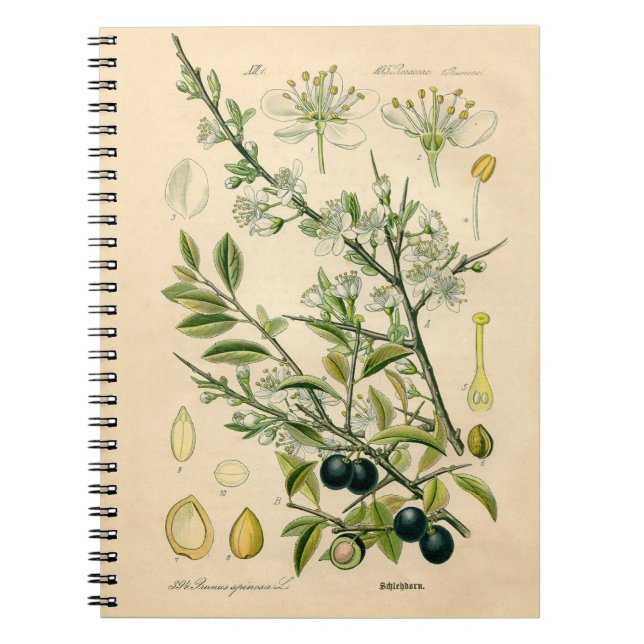 Caderno Espiral Berry Impressão Botânico Antiquado Blackthorn (Frente)
