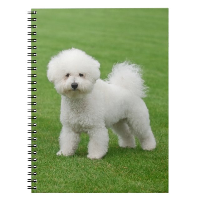 Caderno Espiral Bichon Frise (Frente)
