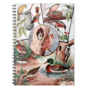 Caderno Espiral "Bird Combo"
