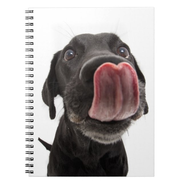 Caderno Espiral Black Labrador A Banhar O Nariz (Frente)