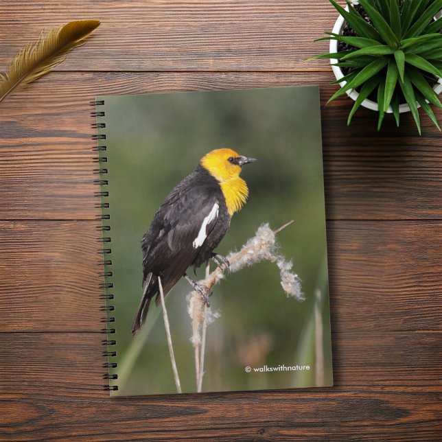 Caderno Espiral Blackbird com cabeça amarela impressionante no pân (Yellow-Headed Blackbird in the Marsh Journal Cover Photo)