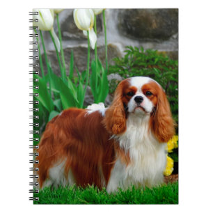 Caderno Espiral Blenheim Cavalier King Charles Spaniel Dog