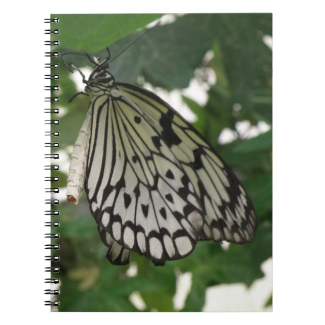 Caderno Espiral Bloco de Borboletas de Papagaio Tropical (Frente)