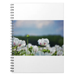 Caderno Espiral Bloemen veld, Papaver somneferum maanzaad bloem.