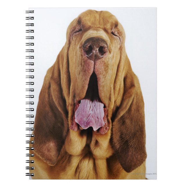 Caderno Espiral Bloodhound (Rua Hubert Hound) com olhos fechados, (Frente)