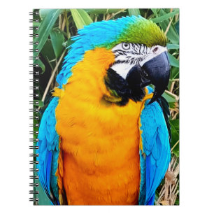 Caderno Espiral Blue and Yellow Macaw Parrot