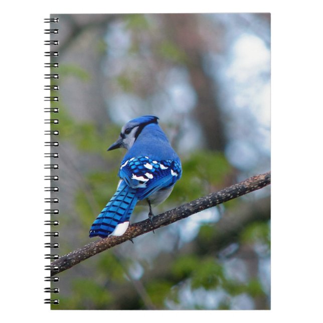 Caderno Espiral Blue Jay (Frente)