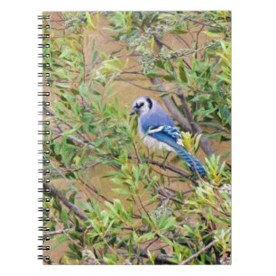Caderno Espiral Blue Jay on Wax Myrtle