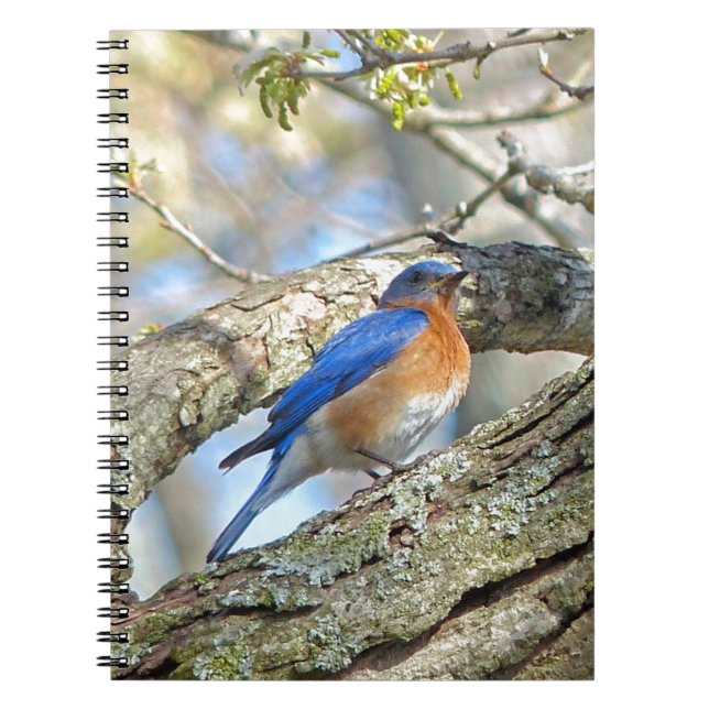 Caderno Espiral Bluebird (Frente)