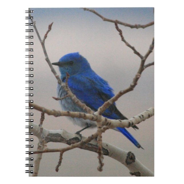 Caderno Espiral Bluebird da montanha (Frente)