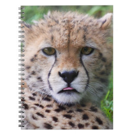 Caderno Espiral Bobo Cheetah Cub