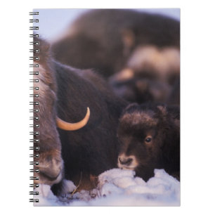 Caderno Espiral boi-almiscarado, Ovibos moschatus, vaca com recém-