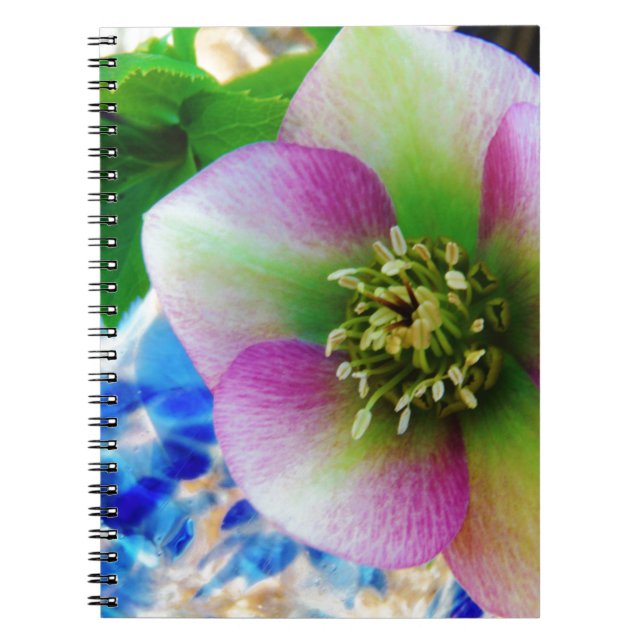 Caderno Espiral Bola de vidro azul Rosa de Lenten rosa (Frente)